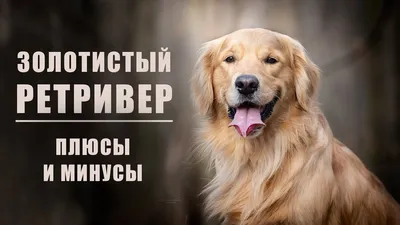Золотистый ретривер: все о собаке, фото, описание породы, характер, цена