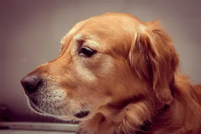 золотистый ретривер лежит осенью, фото собаки золотистого ретривера, собака,  золотистый ретривер фон картинки и Фото для бесплатной загрузки