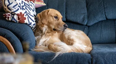 Золотая собака-ретривер на зеленом | Премиум Фото