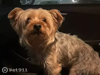 Порода собак йорк (35 фото) - 35 фото