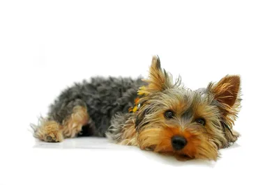 Собака терьера Йорка стоковое фото. изображение насчитывающей собачий -  98180012