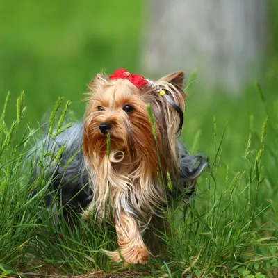 породы собак йоркширский терьер, фото йорк терьера, домашний питомец, йорк  фон картинки и Фото для бесплатной загрузки