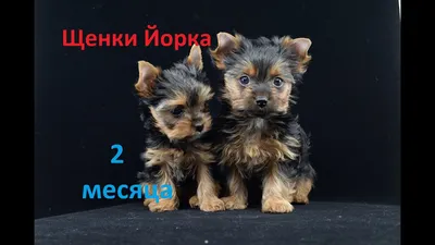 Йоркширский терьер купить щенка (микро, мини, стандарт) Йорка в Москве
