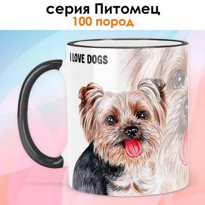 Найдена собака Йоркширский терьер, ул. Академика Королёва, 28, Челябинск |  Pet911.ru