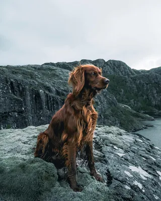 Собака ирландский сеттер фото фотографии