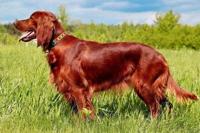 Ирландский сеттер: все 🐕 о собаке, описание породы, характер, цена -  Гульдог