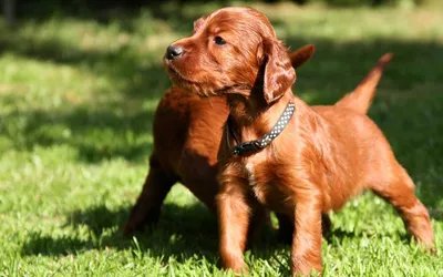 Ирландский красный сеттер собака: описание, характер, фото, цена