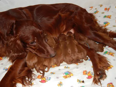 Красный ирландский сеттер породы собак Стоковое Фото - изображение  насчитывающей движение, снаружи: 204103900