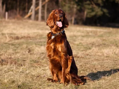 сеттер собаки ирландский красный Стоковое Фото - изображение насчитывающей  портрет, класть: 9672772
