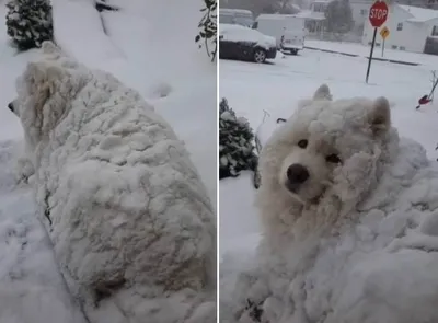 17 милых гифок с собаками, которые очень любят снег » BigPicture.ru