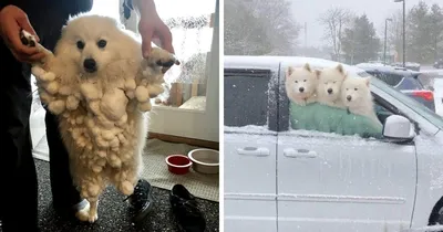 Смешные видео с животными - пес искупался в снегу и превратился в сугроб