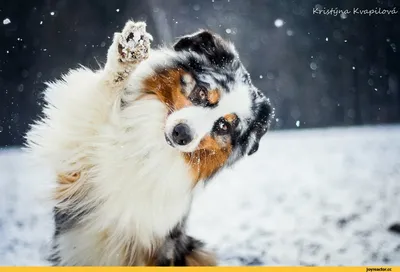 Фото таксы Собаки Зима снегу Взгляд животное