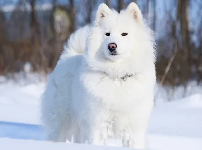 Милая собака в снегу» — создано в Шедевруме