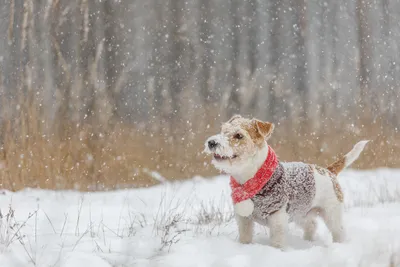 Породы собак, которые наслаждаются зимой и снегом | ZOO CHANNEL | Дзен