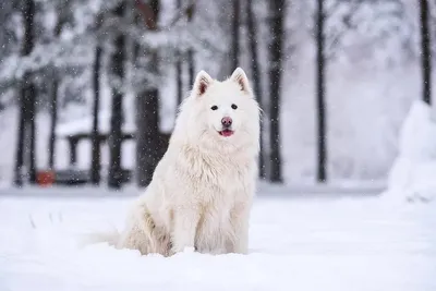 Что делать, если собака боится снега? – советы кинологов | Радио 1
