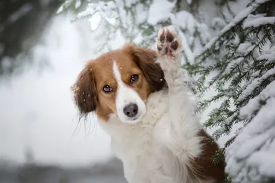 Белые собаки на фоне белого снега выглядят просто великолепно | Собачий  вестник | Дзен