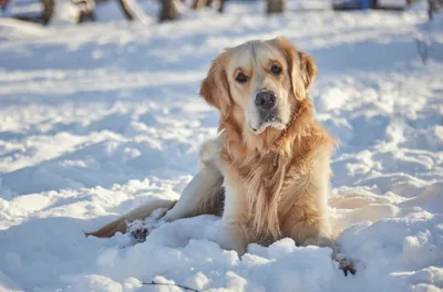 Собака в снегу (54 фото) - 54 фото