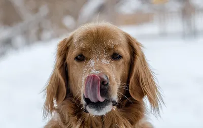 Собаки и снег: смешные видео