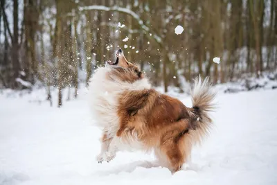 Фото Собаки Рыжая обнимает молодая женщина Снег Животные 1920x1080