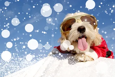 Можно ли собакам есть снег - подробное объяснение | РБК Украина