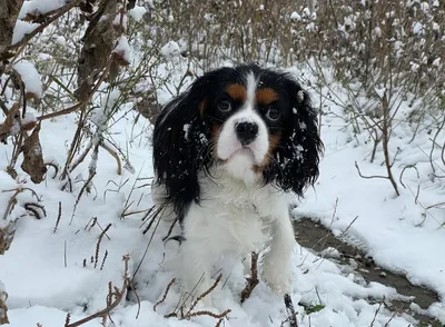 Чем может быть опасен снег для собаки