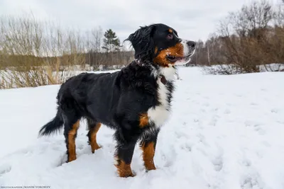 Можно ли собакам есть снег, прокомментировали ветврачи | Ветеринария и жизнь