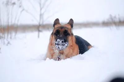 Кинолог Голубев рассказал, почему собакам нельзя есть снег во время  прогулки | Саратов 24