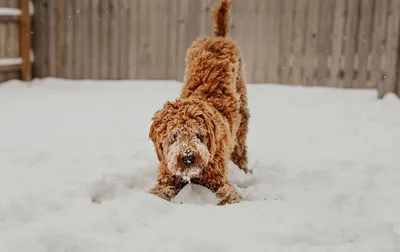 картинки : зима, щенок, Погода, Млекопитающее, Крупным планом, Позвоночный,  Снежная собака, St Bernard, Собака в снегу, Собака, как млекопитающее,  Собачьи скрещи, Снежная бернарда в снегу 3336x2222 - - 828592 - красивые  картинки - PxHere