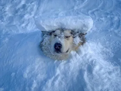 Собаки играют в сугробах и на морозе - 7 февраля 2019 - Е1.ру