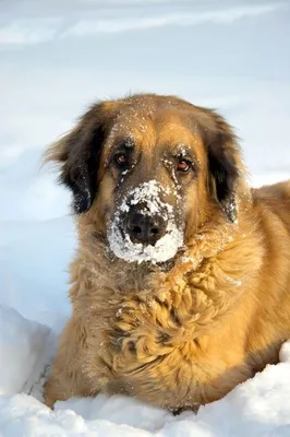 Собака немецкая овчарка на фоне снега зимним солнечным днем Stock Photo |  Adobe Stock
