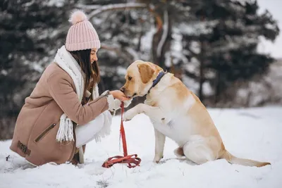 Щенок В Снегу — стоковые фотографии и другие картинки Собака - Собака, Снег,  Бегать - iStock