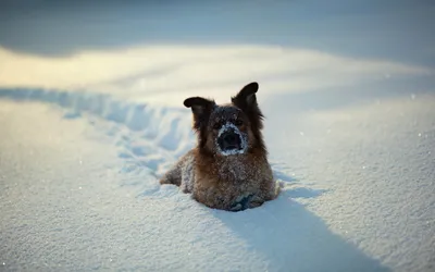 Ученые выяснили, чем холод и проживание на севере опасны для собак