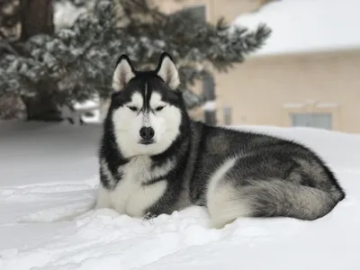 Собака в снегу Dog in the snow | Leonberger dog, Dogs, Big dogs