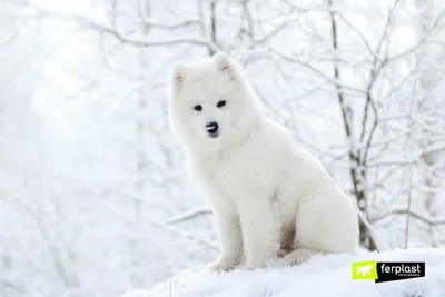 💃 собака из пушистого снега» — создано в Шедевруме
