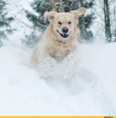 картинки : природа, зима, белый, милая, собака, животное, Погода,  Млекопитающее, Движение, время года, кокер-спаниель, метель, Замораживание,  Собака в снегу, Американский кокер, Собака, как млекопитающее, зимняя буря,  Собака породы группа, Собачьи ...
