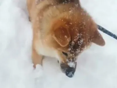 Собаки и снег, стоит ли опасаться?