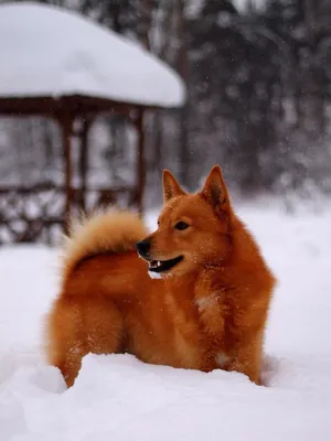 Белее снега: 12 пород собак с идеально белой шерстью - Питомцы Mail.ru