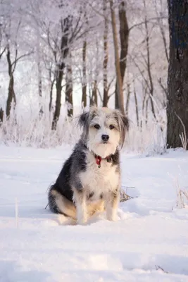 маленькая померанская собака в шапочке на снегу, милые зимние картинки,  зима, снег фон картинки и Фото для бесплатной загрузки