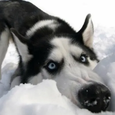 Забавную реакцию собаки древней японской породы на первый снег сняли в  Воронеже