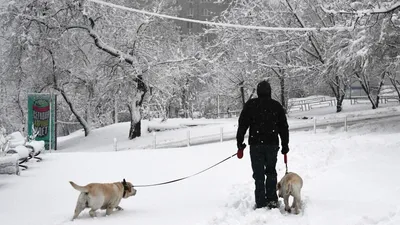Снежный шар / Пес и подушка – купить в Barking Store, актуальный мерч с  животными