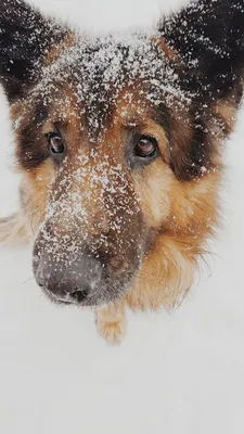Собака из снега» — создано в Шедевруме