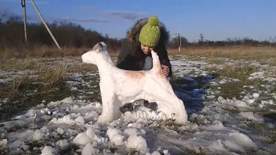 Собака в снегу. Dog and winter Идея фото для Инстаграм. Instagram ideas |  Animals, Animals wild, Beautiful birds