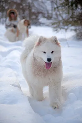 Кинолог рассказал об опасностях, которые снег может таить для собак - РИА  Новости, 26.11.2023