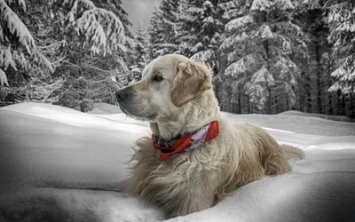 Собака Собака в прыжке, зимой, снег…» — создано в Шедевруме
