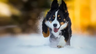Собака из снега. Как сделать фокстерьера из снега. Снежный пёс. Символ года  2018. - YouTube
