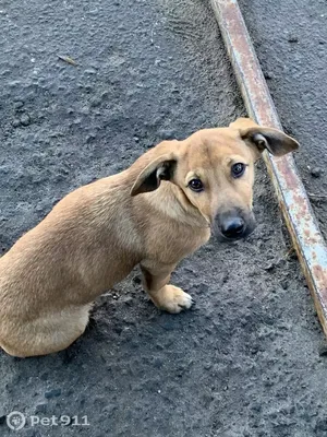 Найдена собака на улице Качалова, Саранск | Pet911.ru
