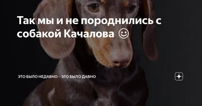 Сергей Есенин — Собаке Качалова (Дай, Джим, на счастье лапу мне) | Пикабу