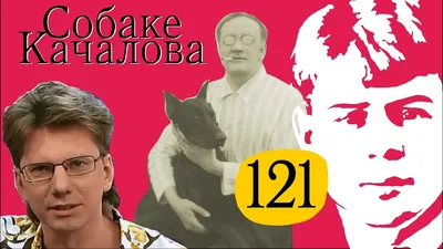 Собаки Качалова - Собаки Качалова 2021 - Испытание на... | Facebook
