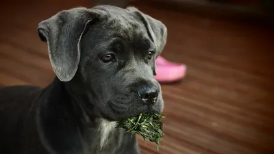 Even a child can handle the Cane Corso? About the dog breed Cane Corso -  YouTube