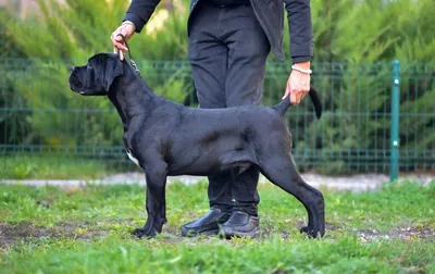 Порода собак итальянский Кане-Корсо: характеристика и фотографии
